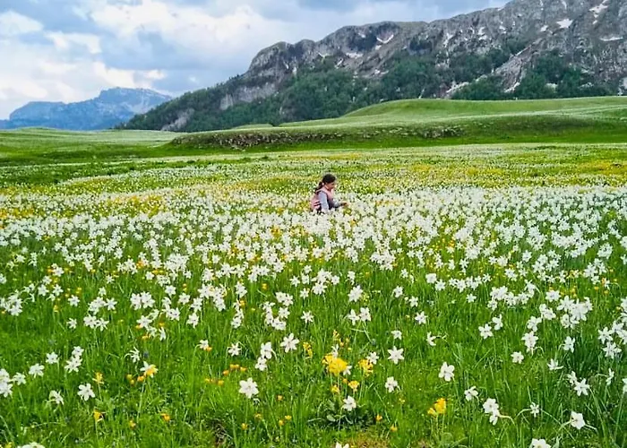 Kapetanovo Jezero Bungalov Bed and breakfast