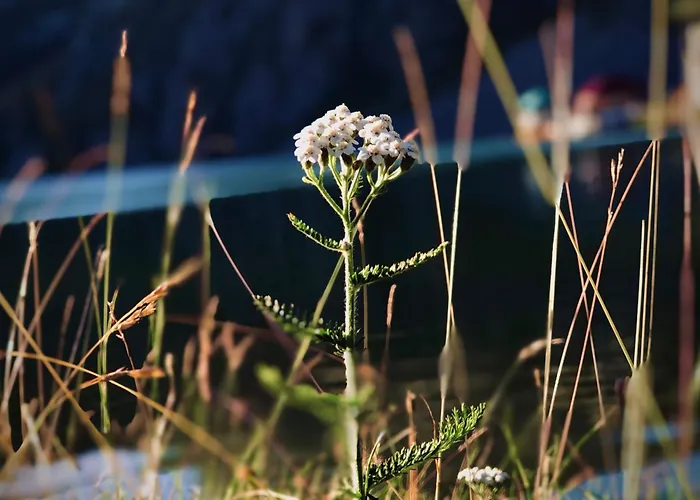 Kapetanovo Jezero Bungalov